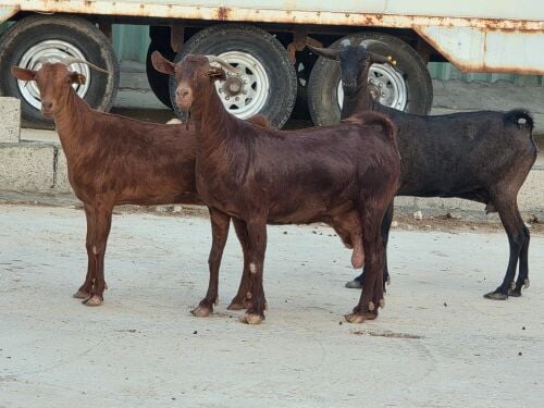 عمانيات جنوبيات طيبه