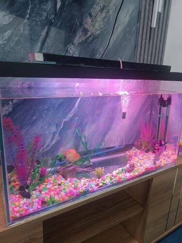 aquarium for sale