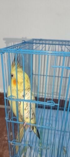 Cockatiel bird for sale with cage