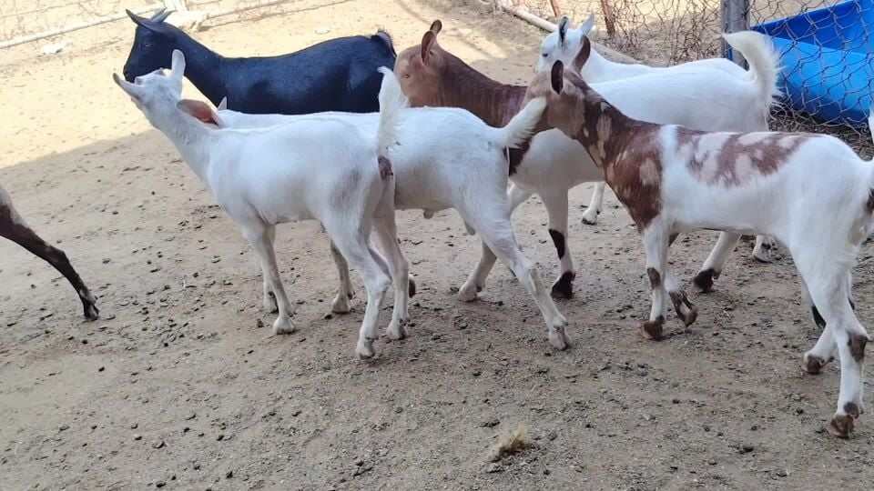 للبيع جمد عمانيات ملوين طيبه