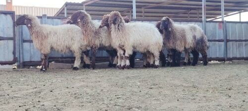 للبيع رخال سوريه دوبس فاخره