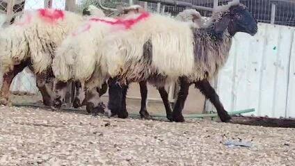 للبيع شويهات سورية دفيع سونار