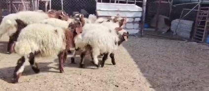 طليان ورخال طيبه