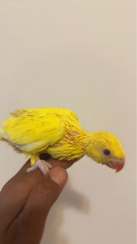 فروخ دره اصفر 