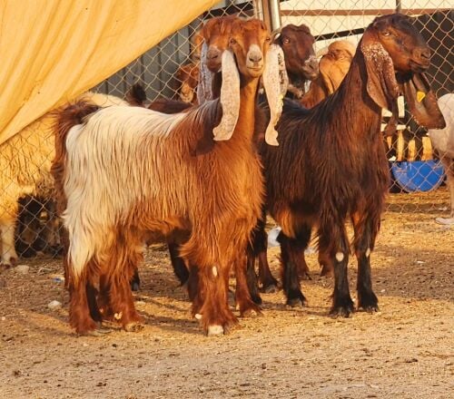 عوارض حمر طيبه