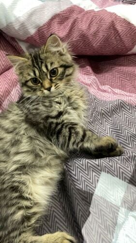 for breeding not adoption