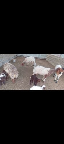 اللبيع شوهات سوريه وليد