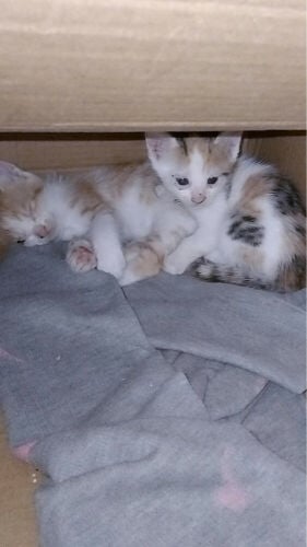 A family of 4 for free