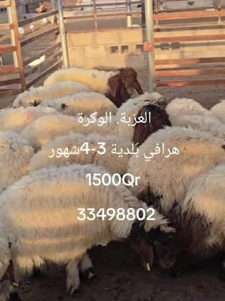 sale sheep 1=1500