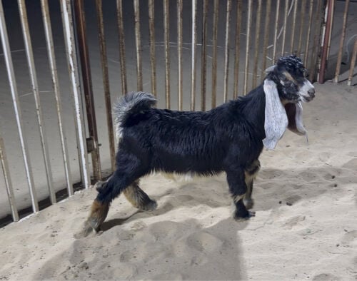 للبيع صخل طيب