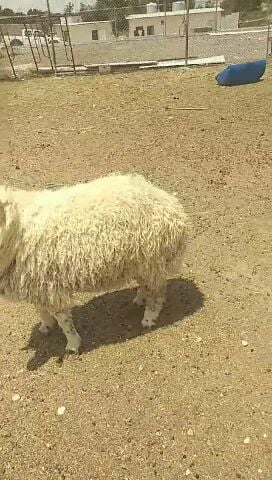 اضاحي سوريه