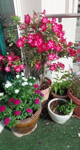 Chilli, Curry leaves, flower plants