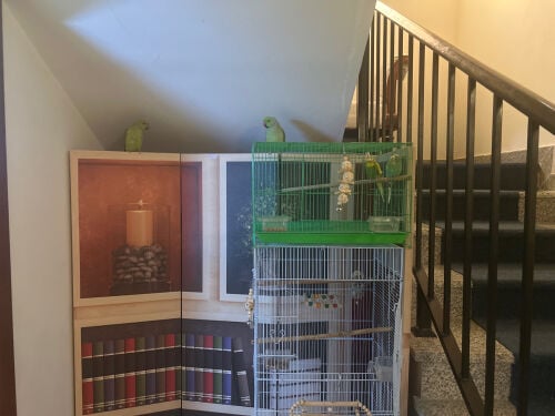 2 female lovebirds and 2 ringneck