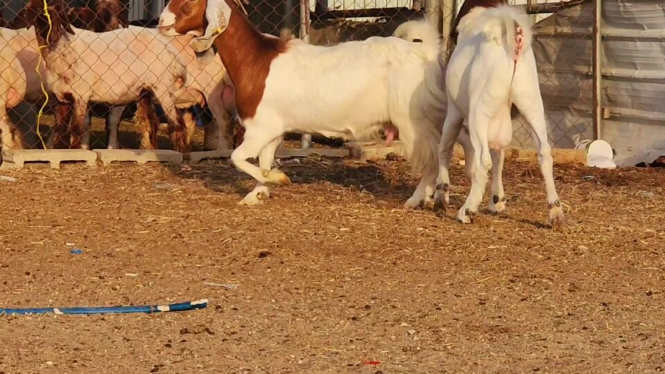 عنز وتيس برغوت