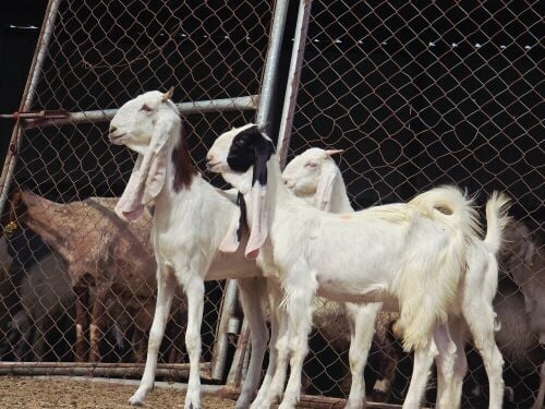 للبيع جمد باكستانيات فاخره طيبه