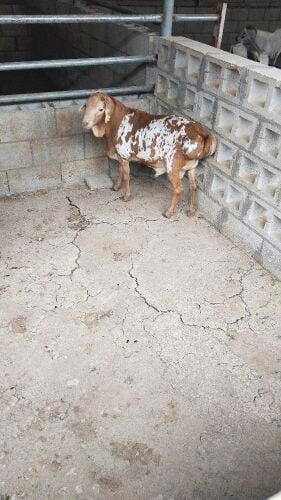 للبيع فحل بربر