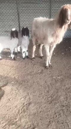 شاه سوريه متاوم