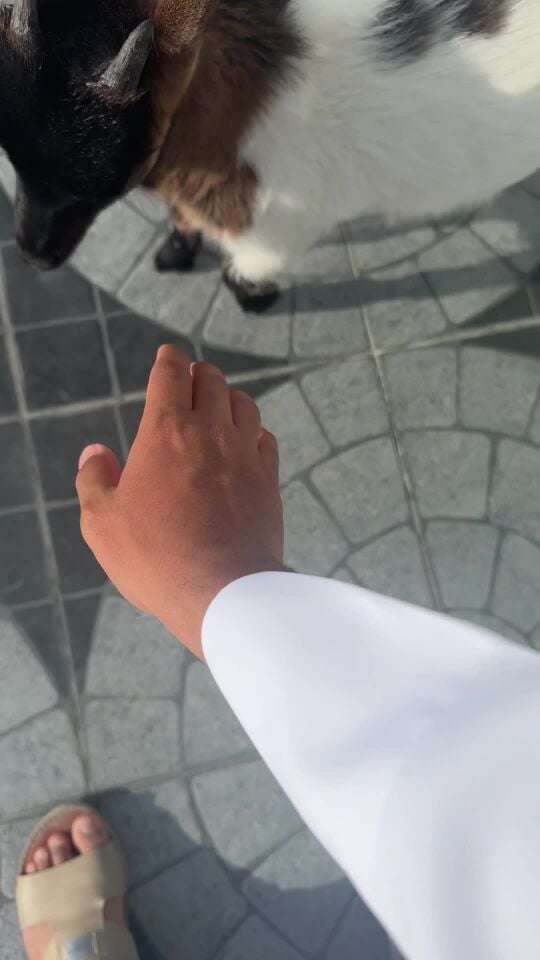 ماعز قزم للبيع 