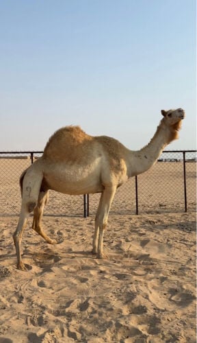 للبيع سودانيه 
