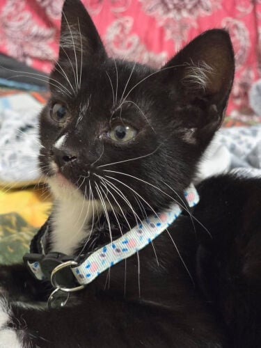 male kitten for adoption 