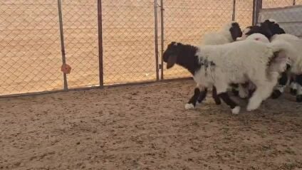 خرفان ورخال