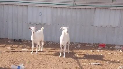 للبيع معزة عمانيات صنف ماشاء الله