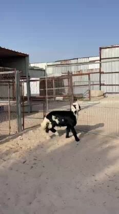 طلي بلدي فل