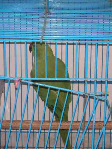 Bright Green parrot 