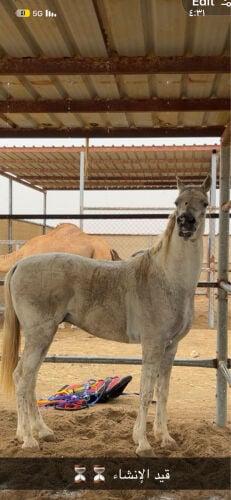 حصان عربي ريس شعبي 