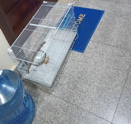 bird cage big size can fit 4 birds 