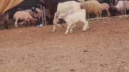 للبيع عنز مشروكه وليد طيبه