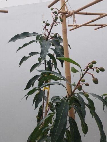 أشجار المنجا