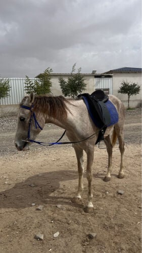 عربي ريس 