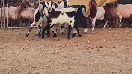 معزه حقب طيبه