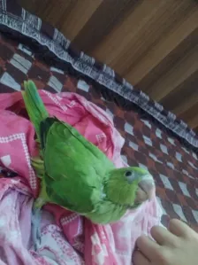 Baby indian ringneck for sale