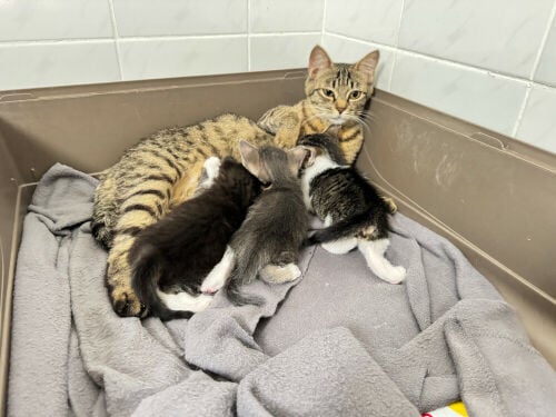 Kittens looking for their home