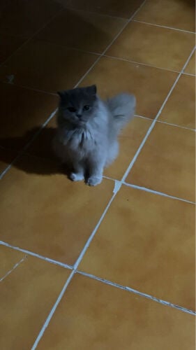 Shiri