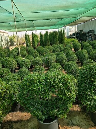 زراعة أشجار الزينه