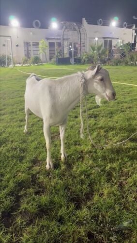 تيس عماني للبيع