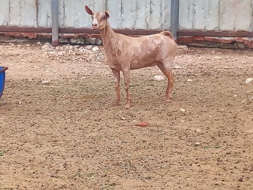 للبيع عنز عمانيه جيشيه جما طيبه