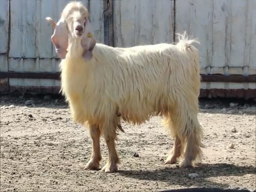 للبيع تيس فحل عارضي ابيض طيب