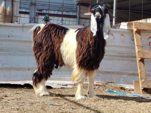 للبيع تيس فحل عارضي احقب ثني صنف