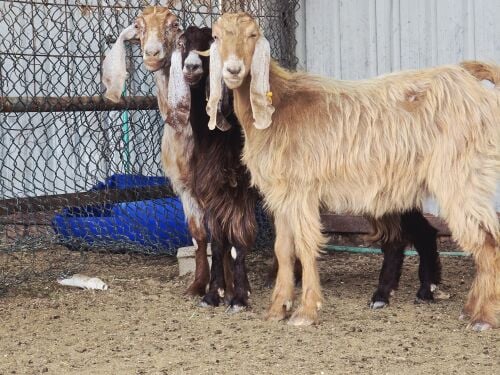 للبيع معزه عوارض صفر دفيع