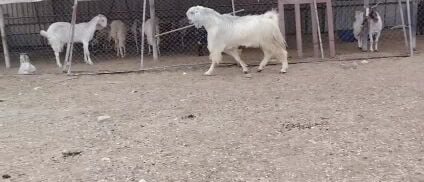 للبيع فحل قبرصي أبيض اجم