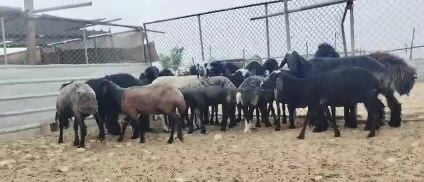 للبيع غنم عرب طيبه مراح واحد