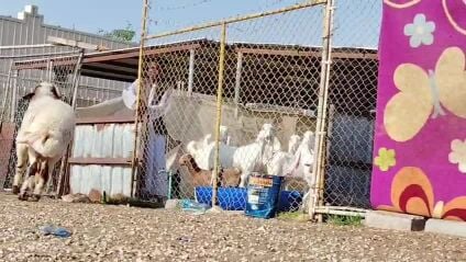 للبيع فحل سوري ينسف طيب