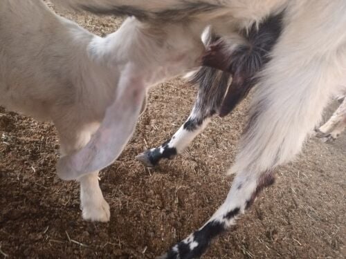 اللبيع جمده تلعب