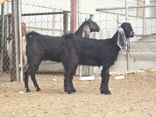 للبيع جمد مشاريك طيبه فاخره خصم
