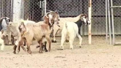 للبيع معزه عوارض ملاوين طيبه