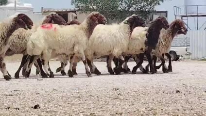 للبيع شوهات سوريه دفيع شرط طييه